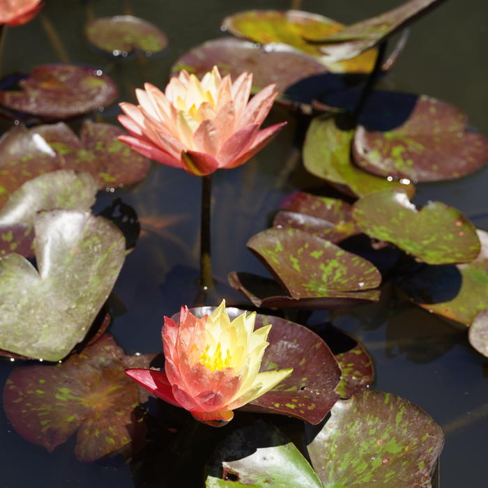 花蓮 数量限定】温帯スイレン 4号 ワンビサ Wanvisa｜草花01-D1 | 草花,熱帯