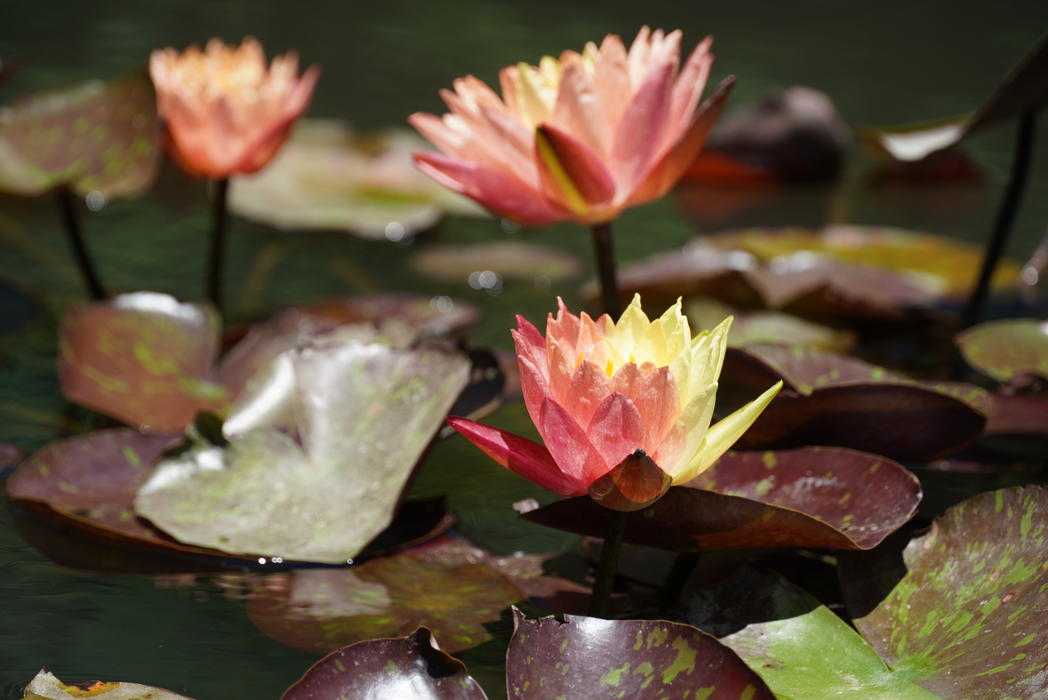 数量限定】温帯スイレン 4号 ワンビサ Wanvisa｜草花01-D1 | 草花,熱帯