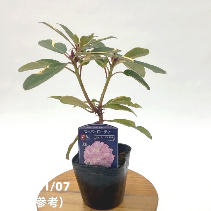 激レア】【数量限定】斑入り シャクナゲ スーパーローディー 3.5号
