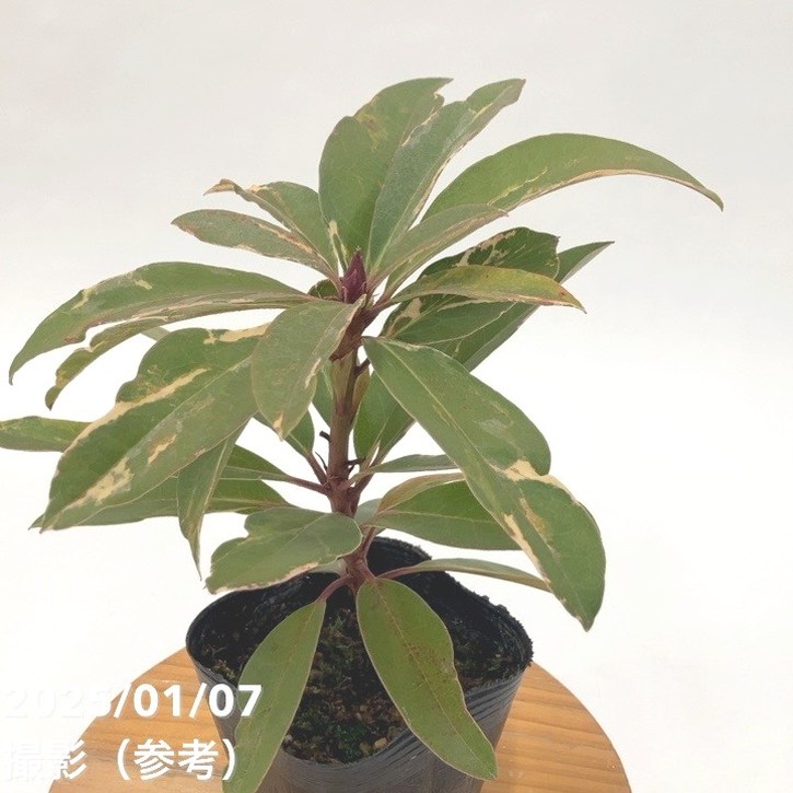 激レア】【数量限定】斑入り シャクナゲ スーパーローディー 3.5号