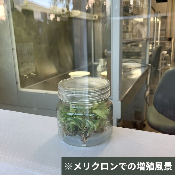 現品お届け】アグラオネマ ピクタムトリカラー 3号（2）｜観葉01-D1