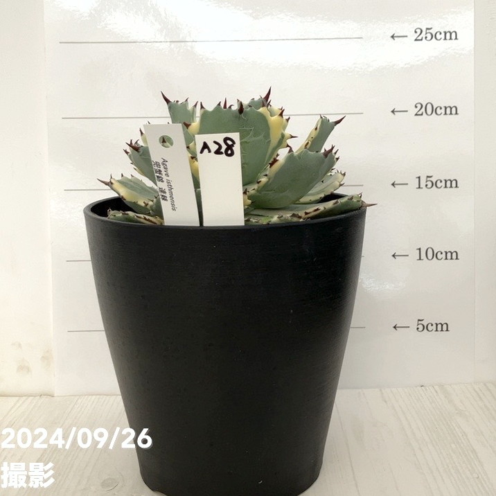 現品お届け】アガベ 5号 兜蟹錦 連棘（A28）｜観葉01-D1 | 観葉・多肉