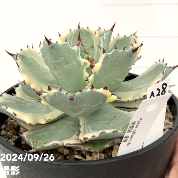 アガベ 蟹錦　変わり斑　中株 現品お届け】アガベ 5号 兜蟹錦 連棘（A28）｜観葉01-D1 | 観葉・多肉