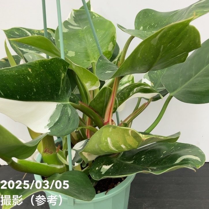 フィロデンドロン ホワイトプリンセス 5号吊り鉢仕様｜観葉10-TU