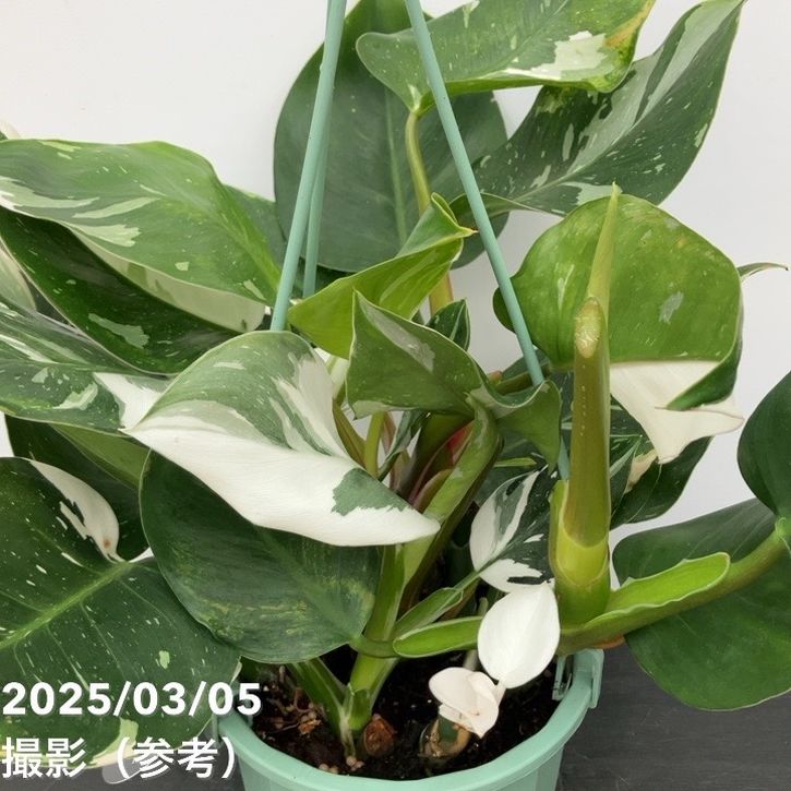 フィロデンドロン5鉢セット フィロデンドロン5鉢セット