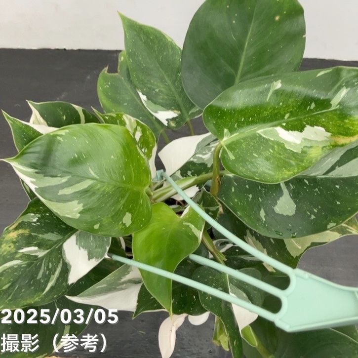 フィロデンドロン ホワイトプリンセス 5号吊り鉢仕様｜観葉10-TU