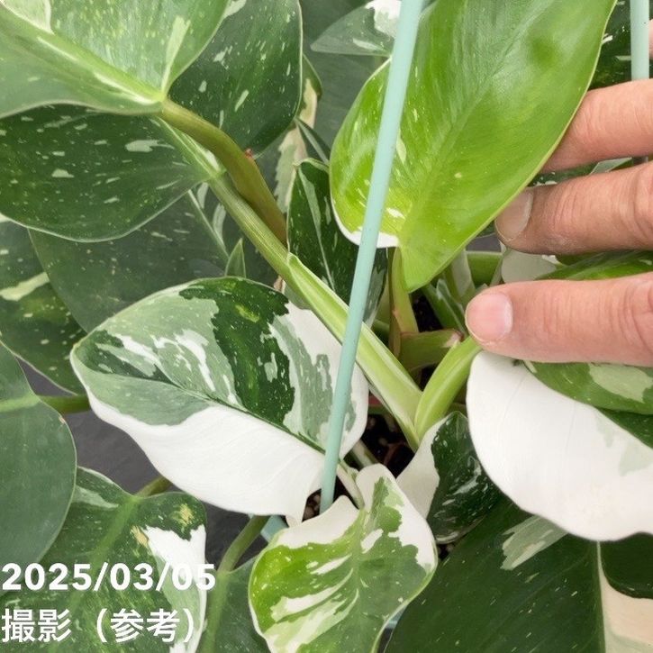 フィロデンドロン ホワイトプリンセス 5号吊り鉢仕様｜観葉10-TU