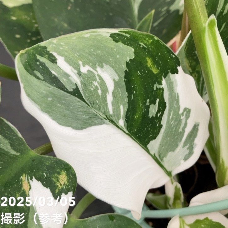 フィロデンドロン ホワイトプリンセス 5号吊り鉢仕様｜観葉10-TU