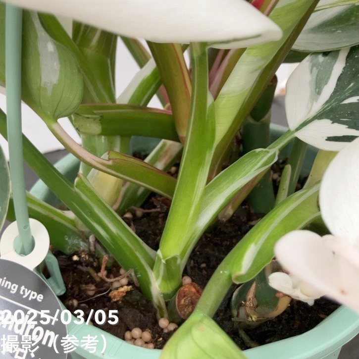 フィロデンドロン ホワイトプリンセス 5号吊り鉢仕様｜観葉10-TU