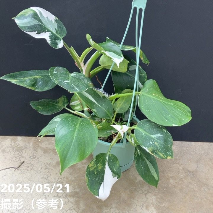 フィロデンドロン ホワイトプリンセス 5号吊り鉢仕様｜観葉10-TU