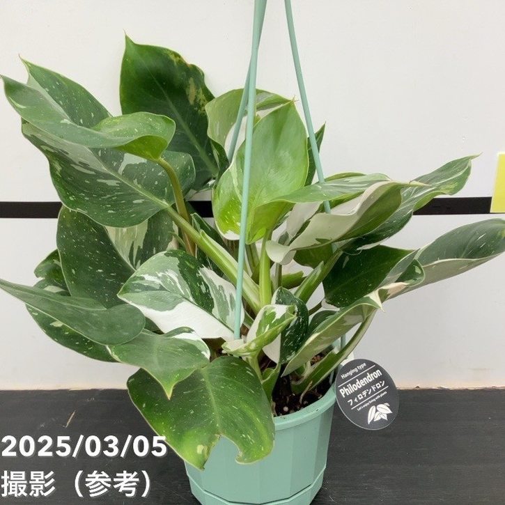 フィロデンドロン ホワイトプリンセス 5号吊り鉢仕様｜観葉10-TU