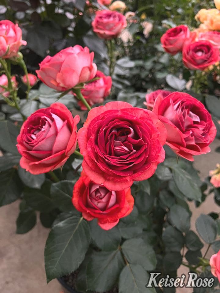 ロシアの紅い薔薇専用 ロシアの紅い薔薇専用 ロシアの紅い薔薇専用 真紅の薔薇108本 | 花fusa