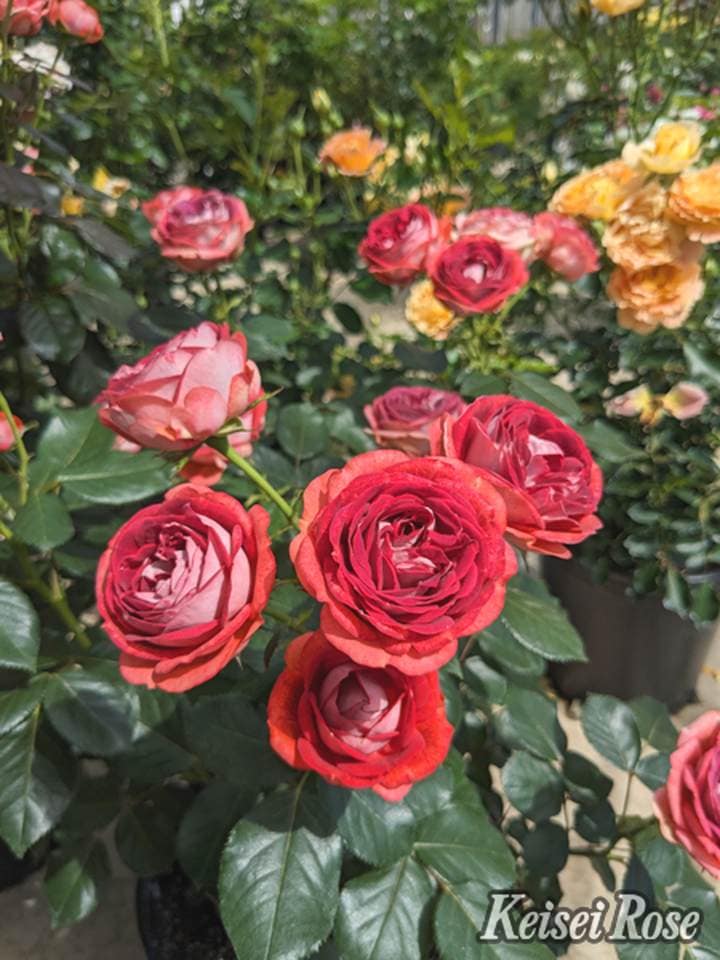 レア✦ピンクブラウングレイミストの苗 ✦ 一苗 レア✦ピンクブラウングレイミストの苗 ✦ 一苗 カード検索 ｜ Z/X -