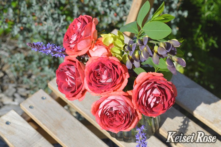 バラ大苗 ストロベリー ミスト 4.5号ロングポット 京成バラ園芸｜花木