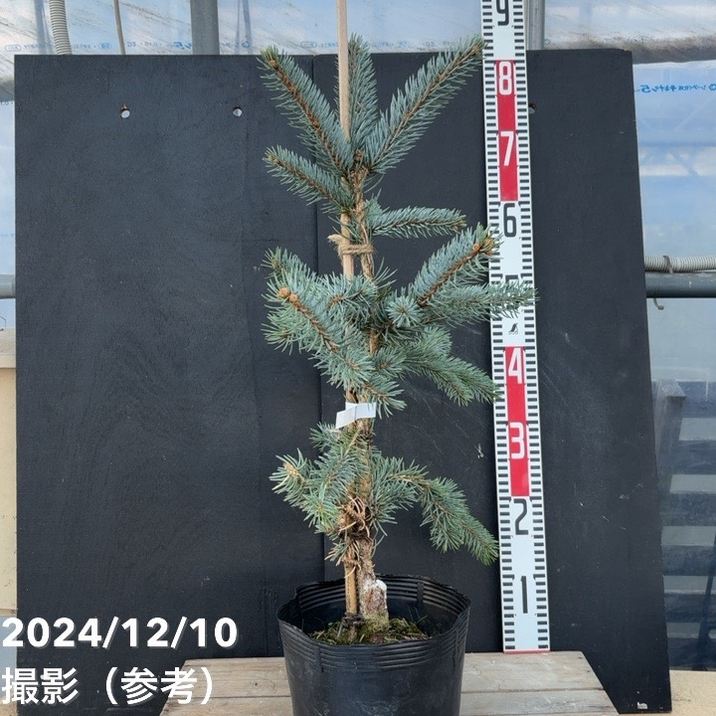 picea pungens iseli fastigiate プンゲンストウヒ（Picea pungens 