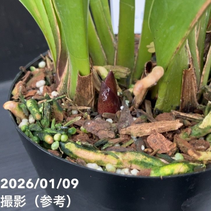 <花芽1個付き>フォアゴットンフルーツ 4号|ミツバチ蘭|洋蘭10-TU