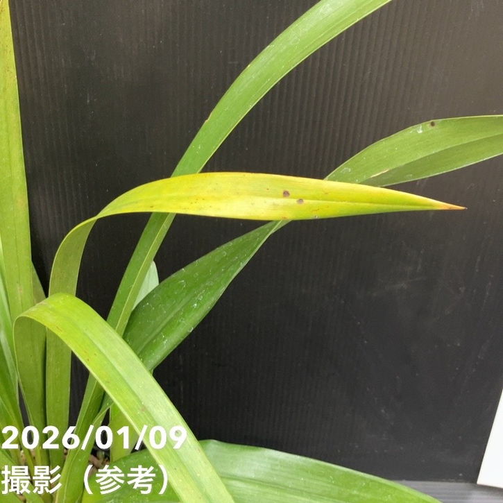 <花芽1個付き>フォアゴットンフルーツ 4号|ミツバチ蘭|洋蘭10-TU