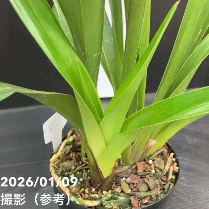 花芽1個付き＞フォアゴットンフルーツ 4号｜ミツバチ蘭｜洋蘭10-TU