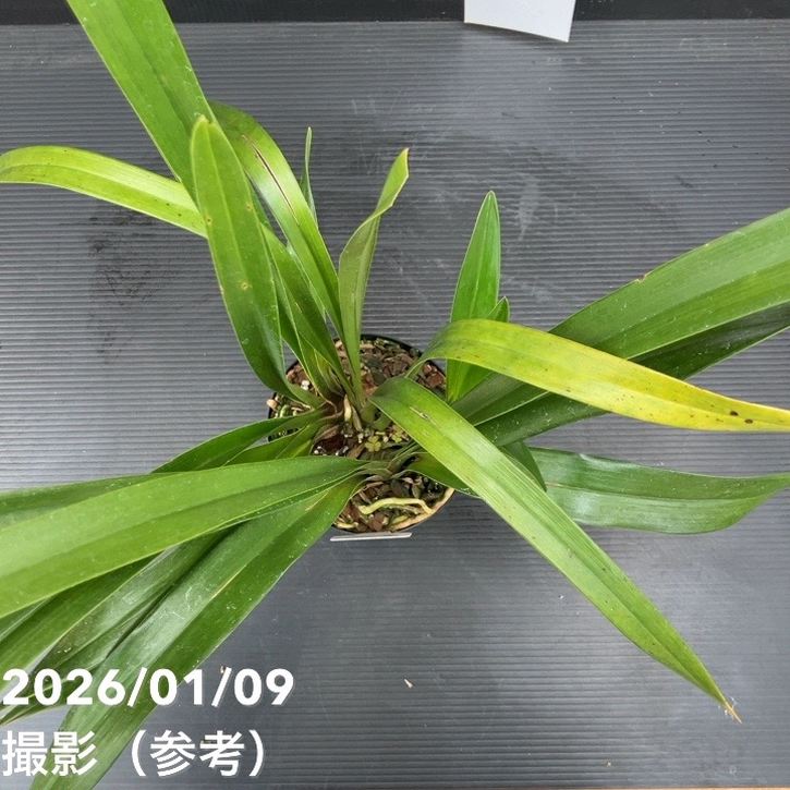 花芽1個付き＞フォアゴットンフルーツ 4号｜ミツバチ蘭｜洋蘭10-TU