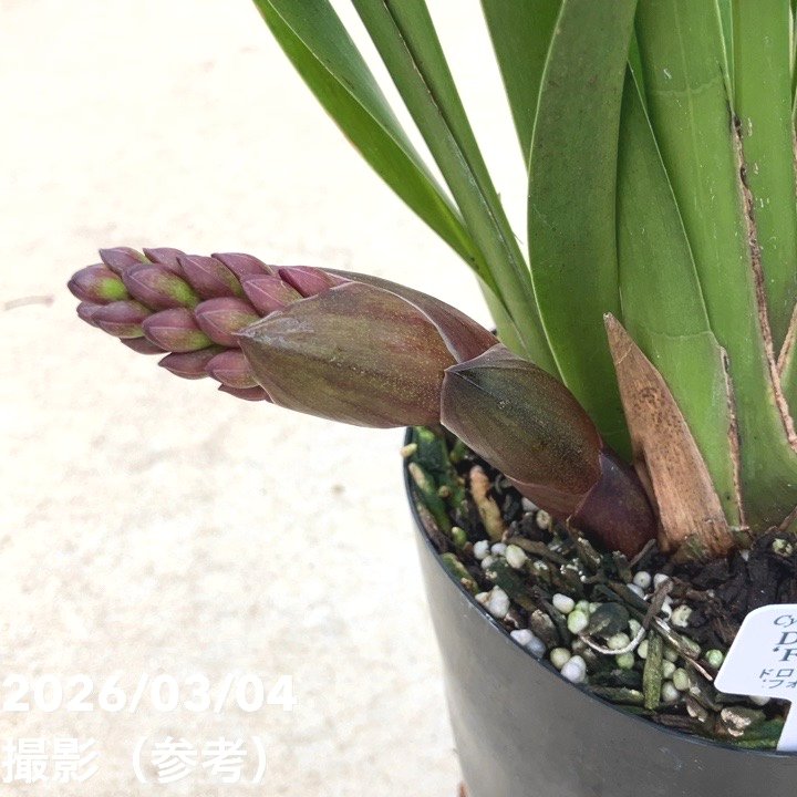 <花芽1個付き>フォアゴットンフルーツ 4号|ミツバチ蘭|洋蘭10-TU