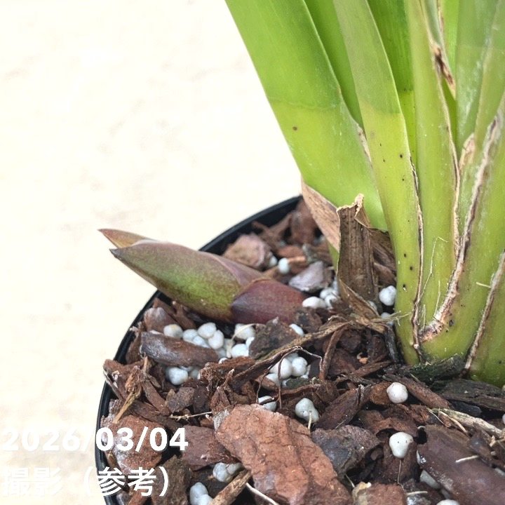 <花芽1個付き>フォアゴットンフルーツ 4号|ミツバチ蘭|洋蘭10-TU