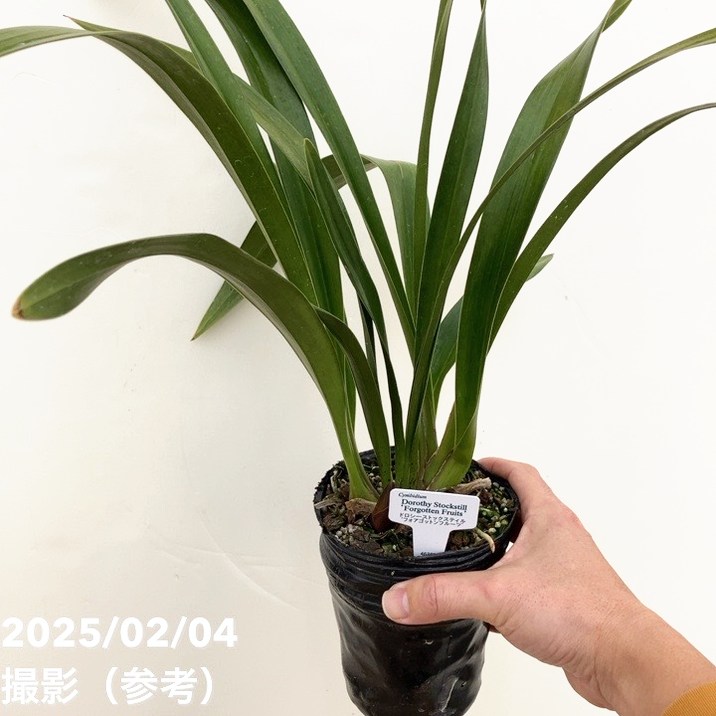 <花芽1個付き>フォアゴットンフルーツ 4号|ミツバチ蘭|洋蘭10-TU