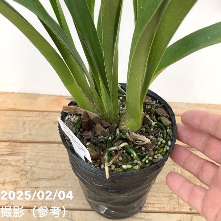 <花芽1個付き>フォアゴットンフルーツ 4号|ミツバチ蘭|洋蘭10-TU