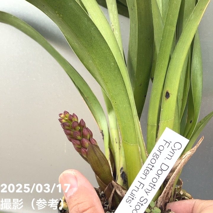 <花芽1個付き>フォアゴットンフルーツ 4号|ミツバチ蘭|洋蘭10-TU