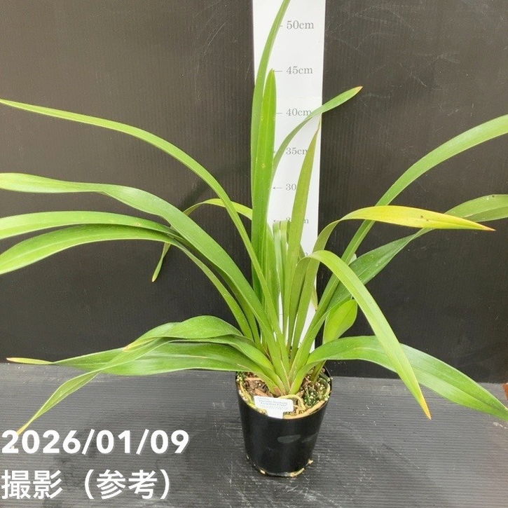 <花芽1個付き>フォアゴットンフルーツ 4号|ミツバチ蘭|洋蘭10-TU