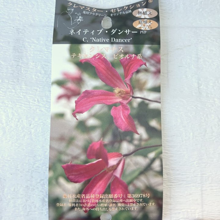 クレマチス テキセンシス ビオルナ系 ネイティブ・ダンサー 4号 PVP