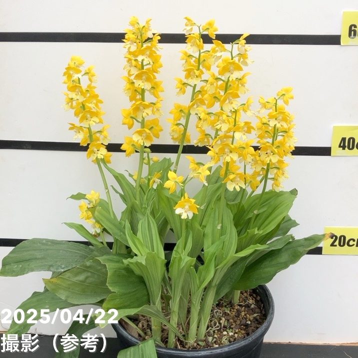 エビネ　エビネ蘭　蘭　苗　〘 e 9 〙 超激 希少 エビネ エビネ蘭 蘭 苗 〘 e 9 〙 超激 希少