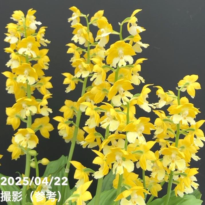 現品お届け】エビネ 9号（5）｜洋蘭10-TU | 草花,洋ラン | 赤塚植物園