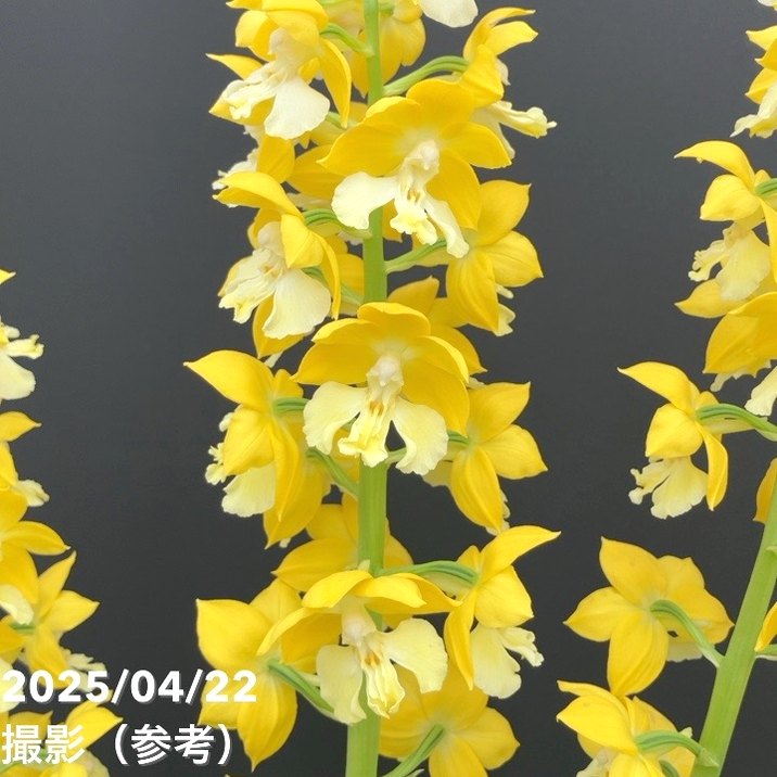 現品お届け】エビネ 9号（5）｜洋蘭10-TU | 草花,洋ラン | 赤塚植物園