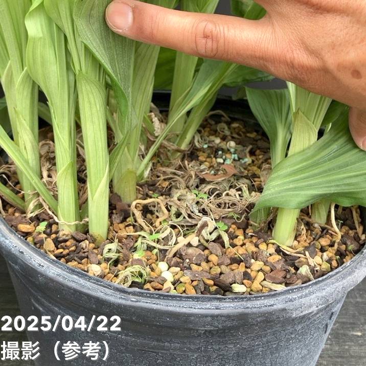 現品お届け】エビネ 9号（5）｜洋蘭10-TU | 草花,洋ラン | 赤塚