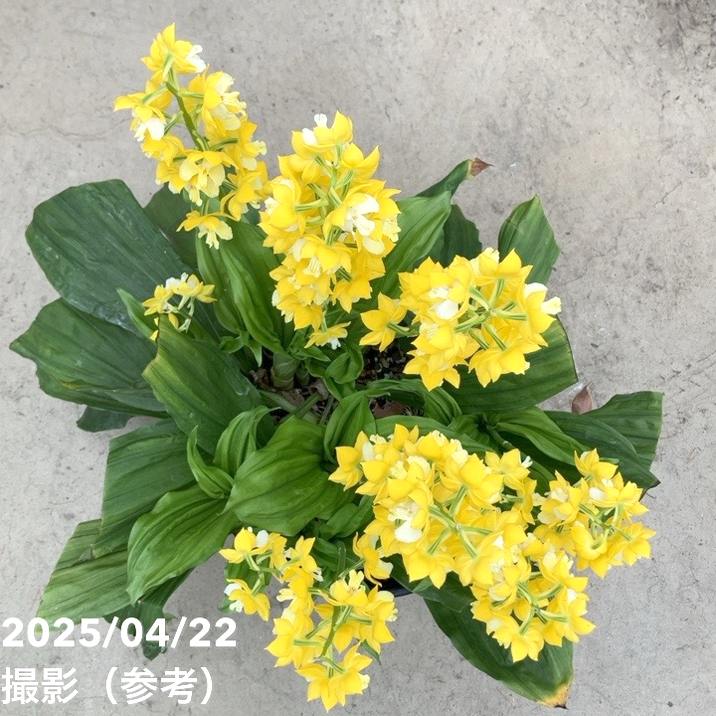 現品お届け】エビネ 9号（5）｜洋蘭10-TU | 草花,洋ラン | 赤塚植物園