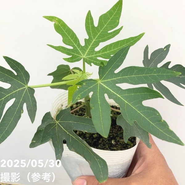 パパイヤ 3.5号 ベガ・レッドレディーEX 2品種 各1鉢セット｜果樹10-TU