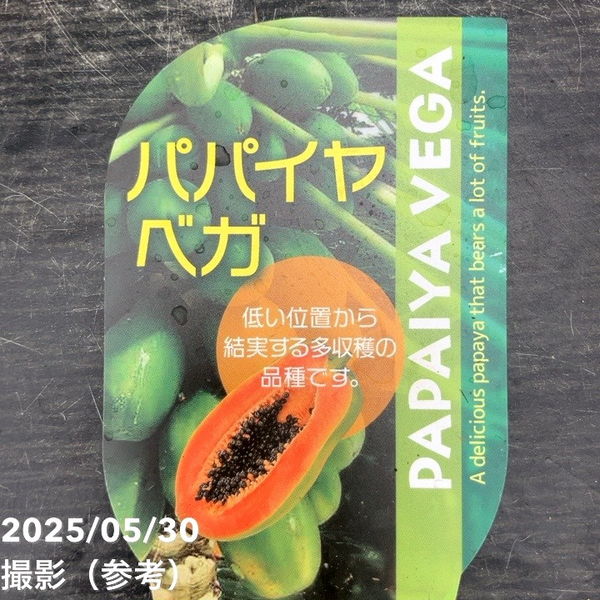 パパイヤ 3.5号 ベガ・レッドレディーEX 2品種 各1鉢セット｜果樹10-TU | 果樹,[南国フルーツ] | 赤塚植物園オンライン  花の音｜花苗・ガーデニング・園芸商品の通販サイト パパイヤ 中型 緑とオレンジ 2Kg