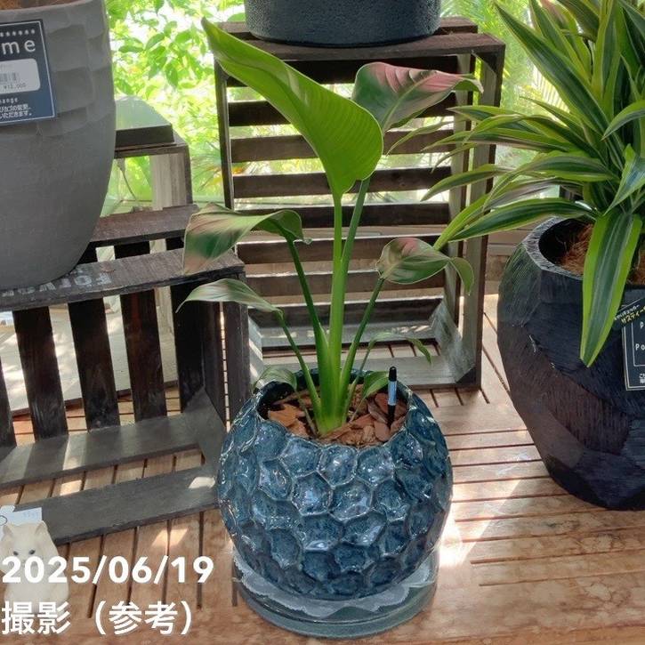 現品お届け】赤塚オリジナルインテリアグリーン ストレリチア