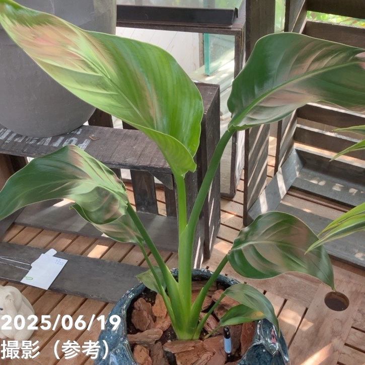 現品お届け】赤塚オリジナルインテリアグリーン ストレリチア