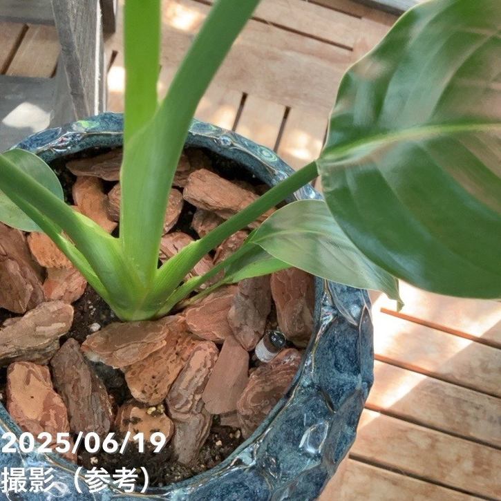 オーガスタストレチア造花 大塚家具で購入 楽天市場】【現品お届け