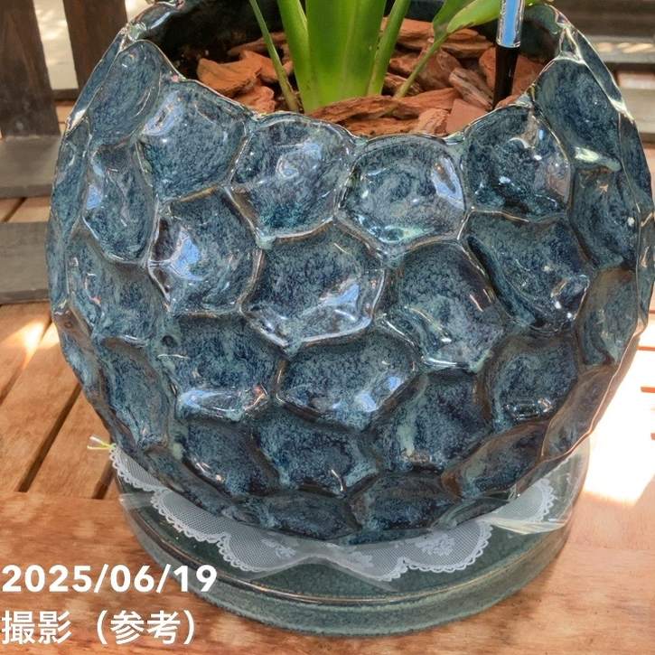 現品お届け】赤塚オリジナルインテリアグリーン ストレリチア