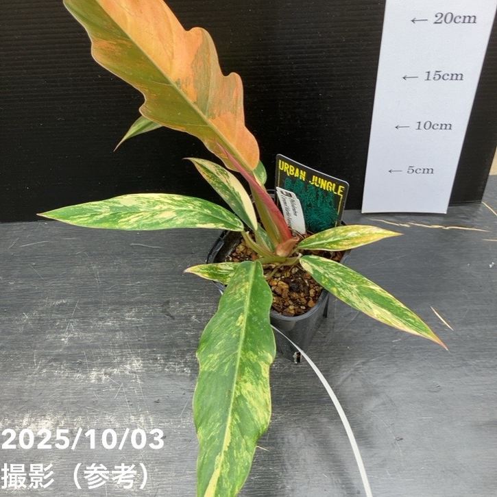 秋セール対象商品】【現品お届け】フィロデンドロン キャラメル