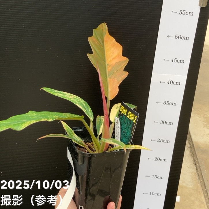 秋セール対象商品】【現品お届け】フィロデンドロン キャラメル