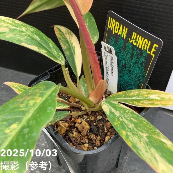 秋セール対象商品】【現品お届け】フィロデンドロン キャラメル