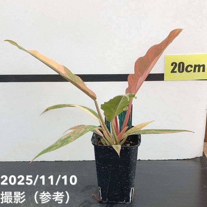 期間限定10％OFF！】【現品お届け】フィロデンドロン キャラメル