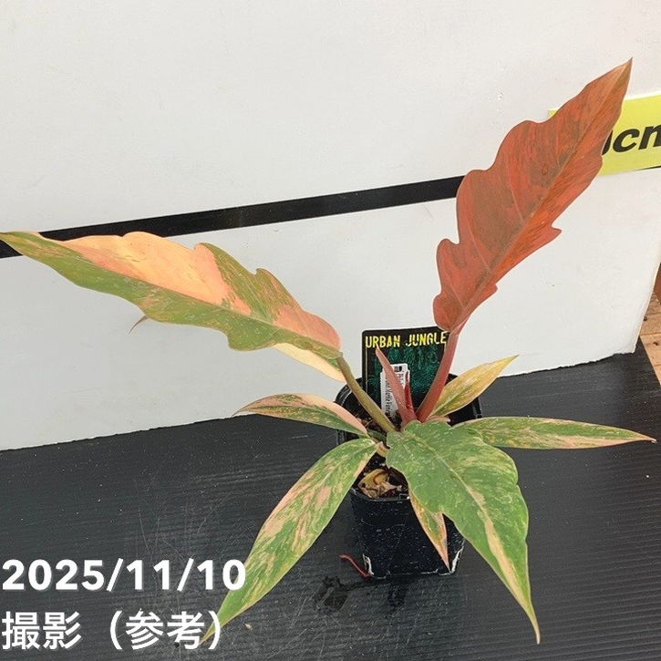 現品お届け】フィロデンドロン キャラメルマーブル 3.5号（1）｜観葉10