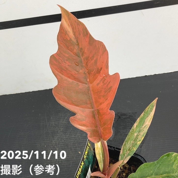 現品お届け】フィロデンドロン キャラメルマーブル 3.5号（1）｜観葉10