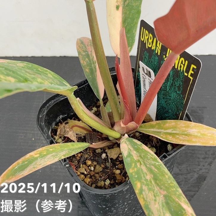 期間限定10％OFF！】【現品お届け】フィロデンドロン キャラメル