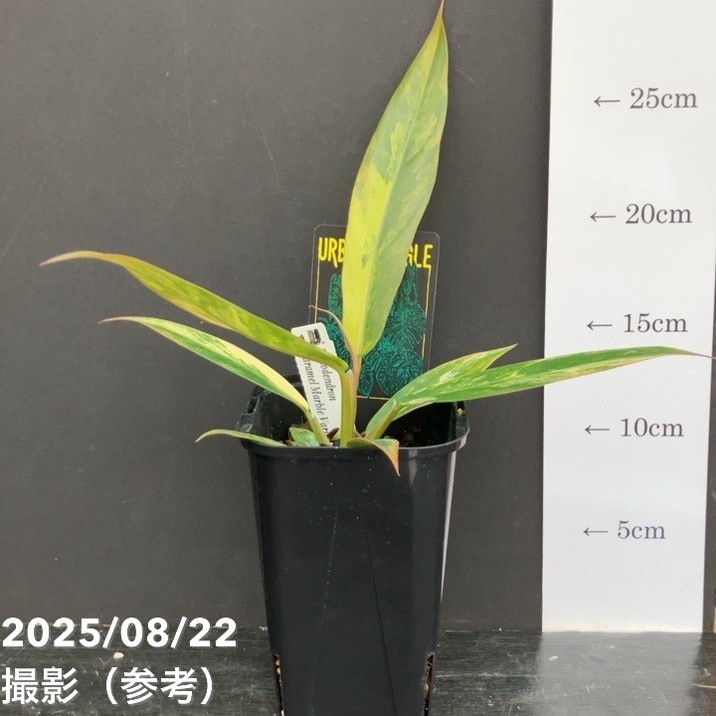 秋セール対象商品】【現品お届け】フィロデンドロン キャラメル