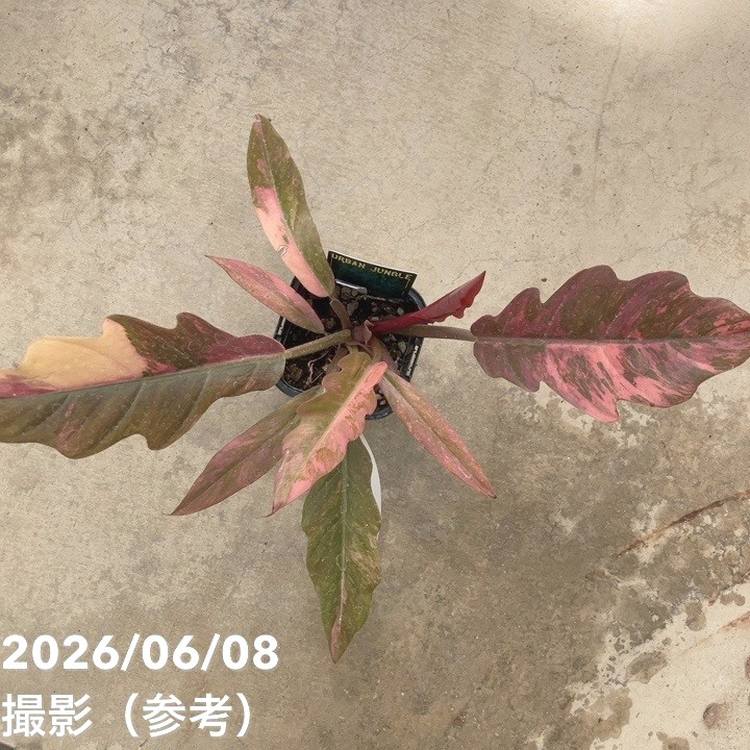 65周年記念セール】【現品お届け】フィロデンドロン キャラメル